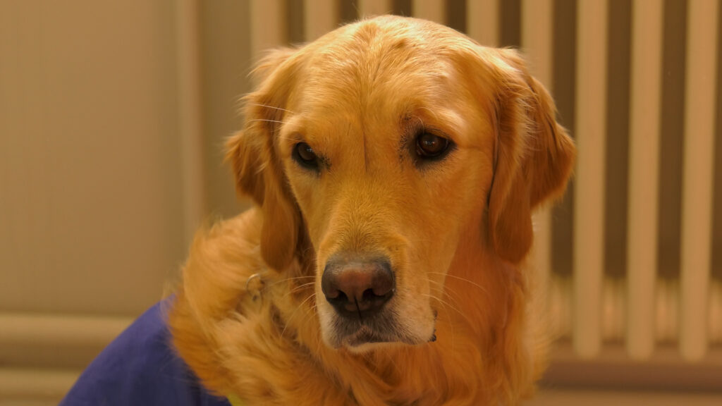 Une chienne au service de la brigade des mineurs à Lens